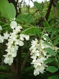 Акация белая